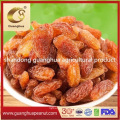 Black/Red/Brown/Green/Yellow/Golden Raisin Chinese New Crop Natural